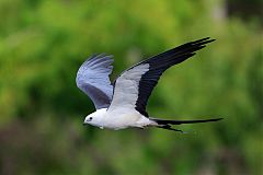 Swallow-tailed Kite